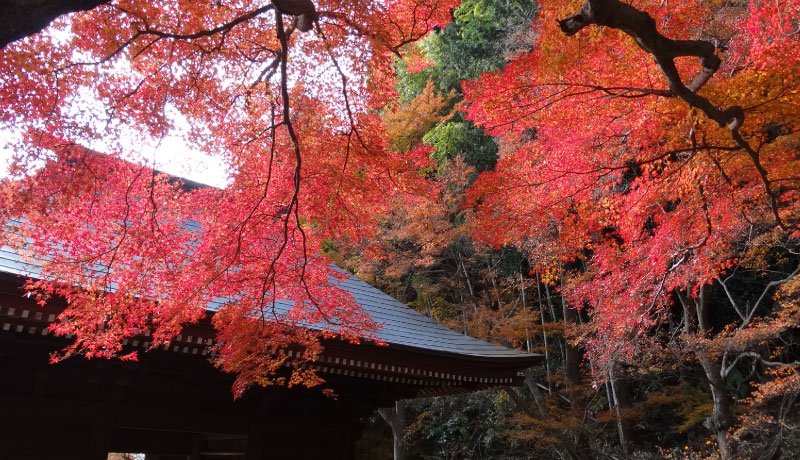 普門寺 公式 寺宝 文化財