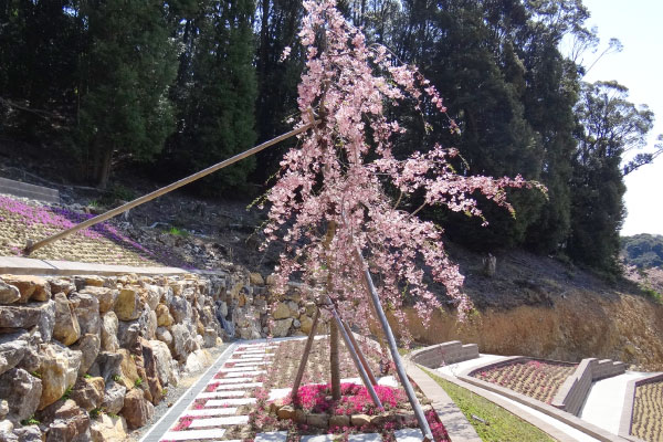 シンボルの枝垂れ桜と芝桜